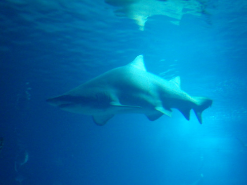 L'Oceanogràfic Center.